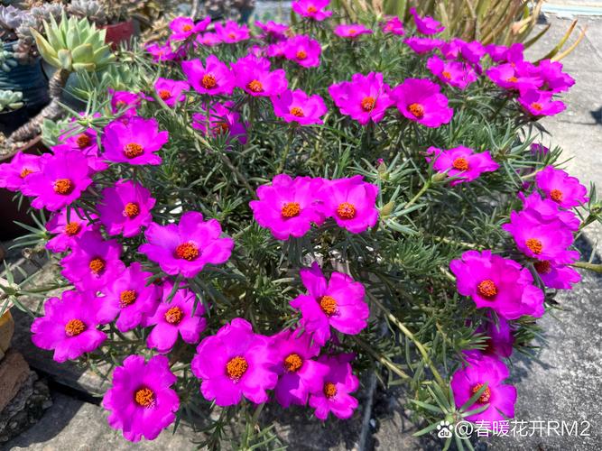 太陽(yáng)花轉(zhuǎn)發(fā)文章賺錢v3.7.2