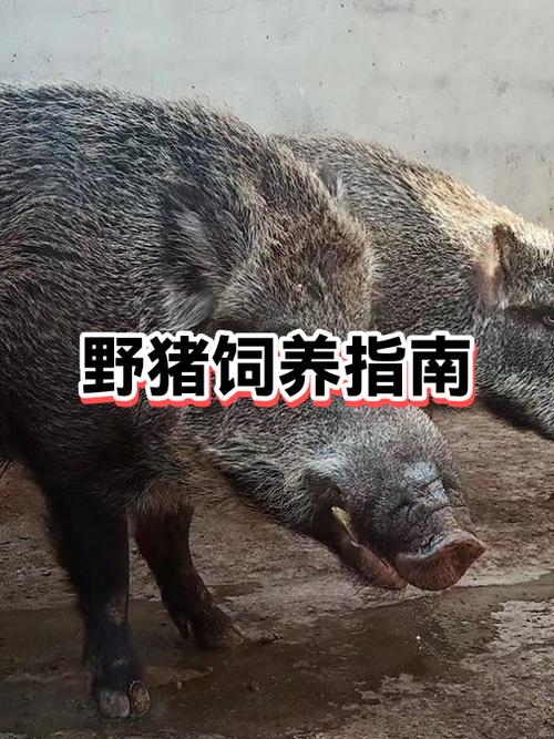 猎人驯服什么等级野猪好