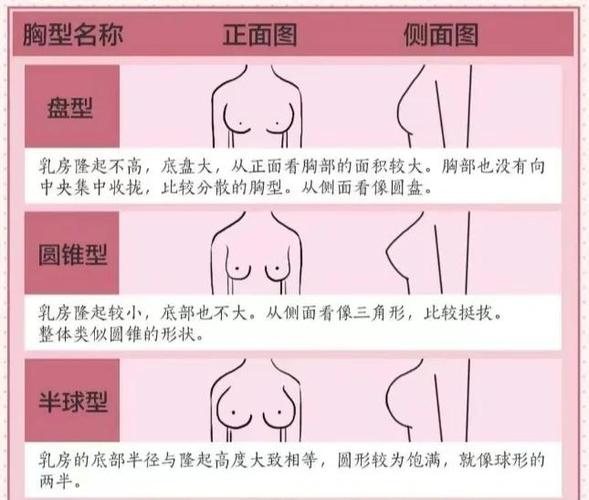 碧梨胸围是c还是d