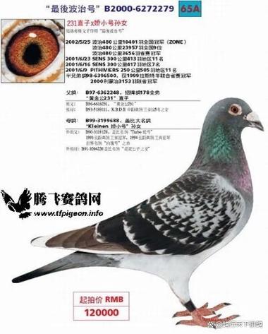 鸽子叫声缩略图