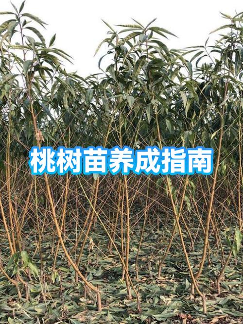 桃树苗的种植方法和管理