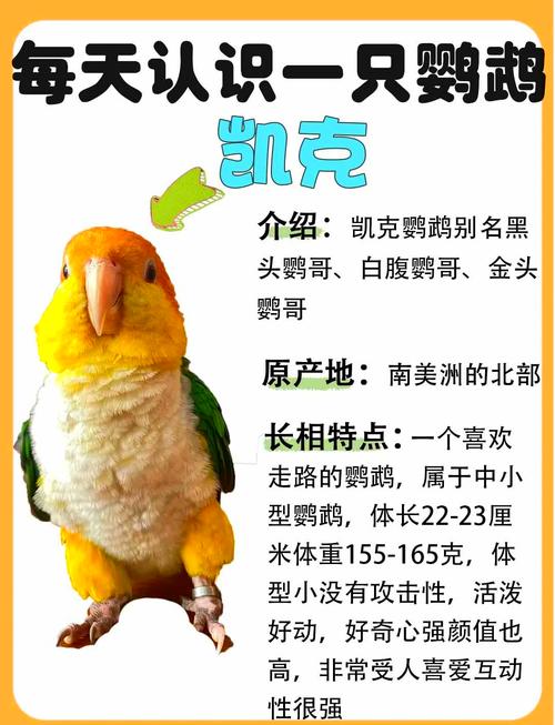 鹦鹉语音翻译软件图标