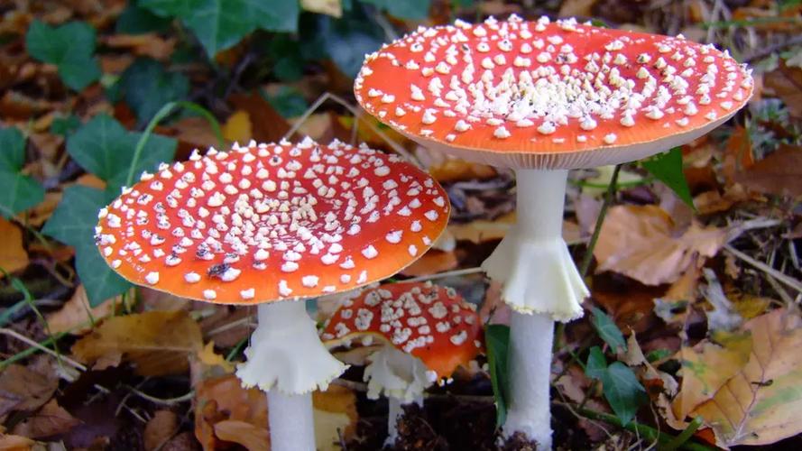 野生菌图片