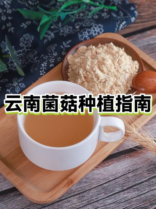 三种人不宜吃菌菇缩略图