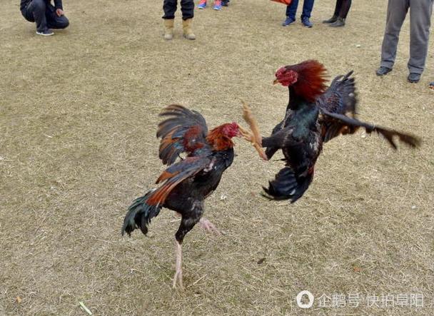 战斗鸡是什么意思
