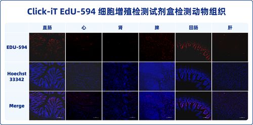 细胞检测多少钱一次截图