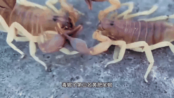蜈蚣和蝎子哪个毒性大