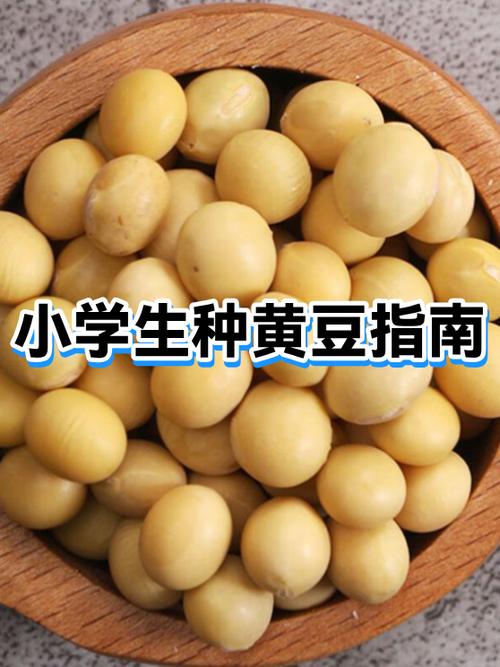 黑黄豆为何尽量少吃