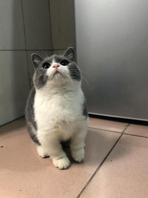 矮脚猫有几个品种