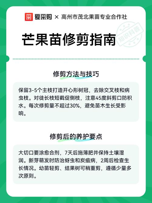 芒果树5月份可以修剪吗