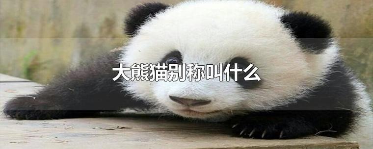 大熊猫的别称是什么