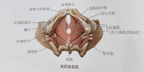 女性下体几种唇形