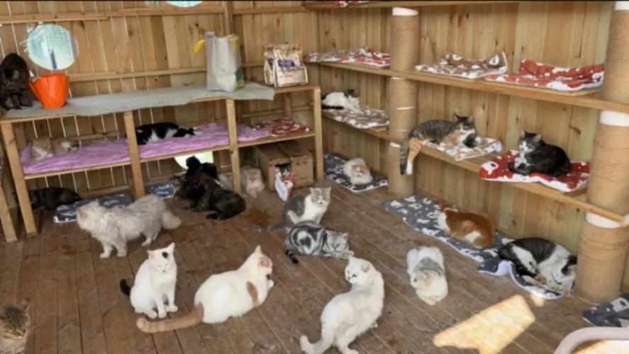 猫咪的基地