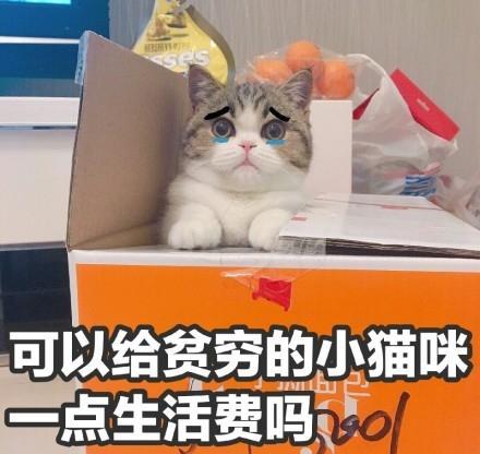 小猫停车收费标准