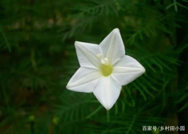 星星像花儿一样图标