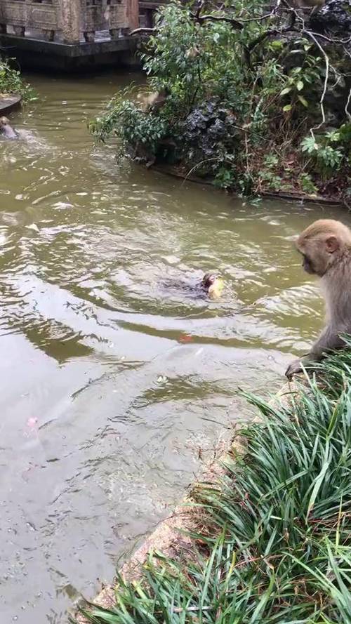 猴子游泳的阅读短文