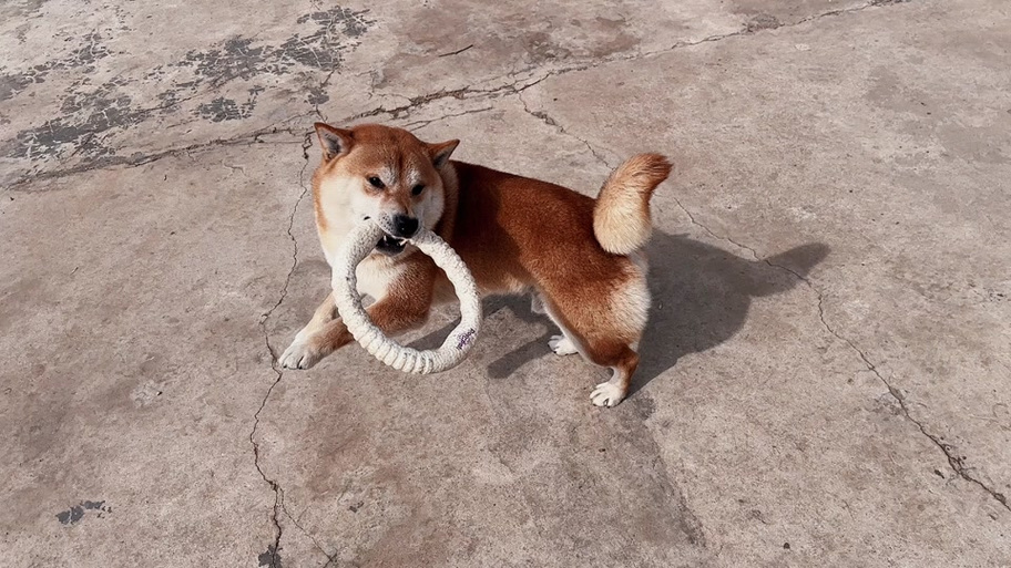 柴犬扭腰表情包图标