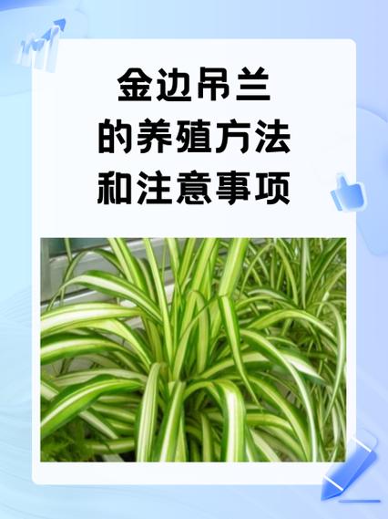 吊兰花怎么养殖方法截图
