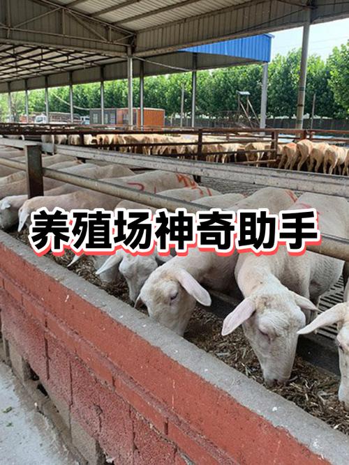 动物养殖场缩略图