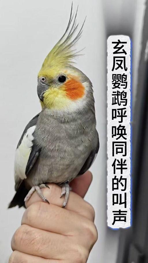 玄凤鹦鹉叫声图标