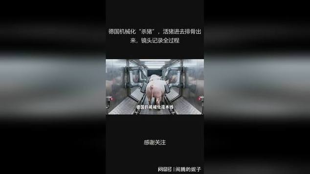 德国屠宰场杀猪视频全过程