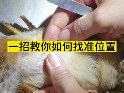 自学阉鸡开刀部视频