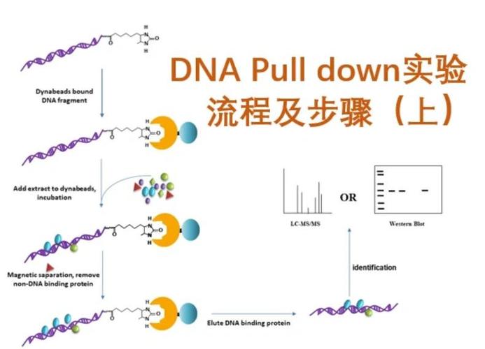 DNA的直接转移法