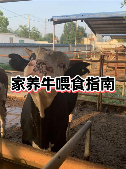 在家养牛最简单方法图标