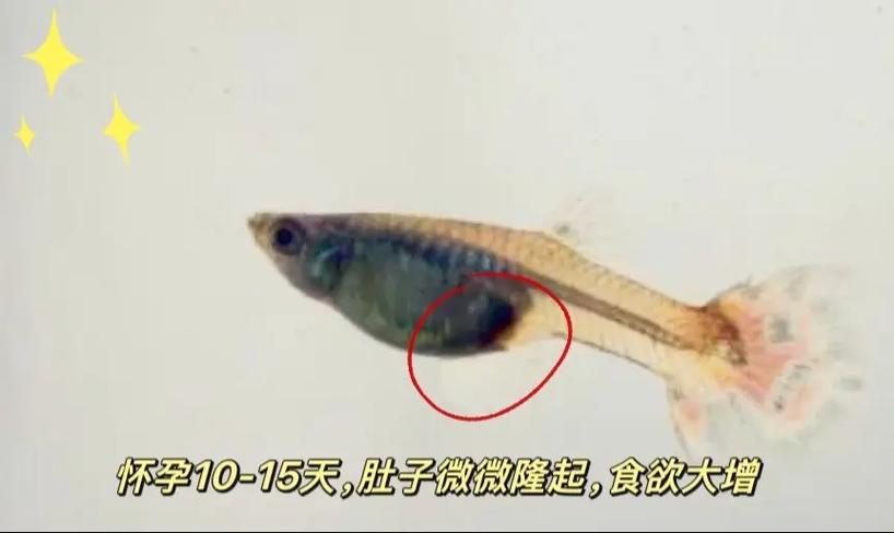 如何判断孔雀鱼是不是快生了