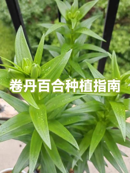百合种植一亩投资多少钱