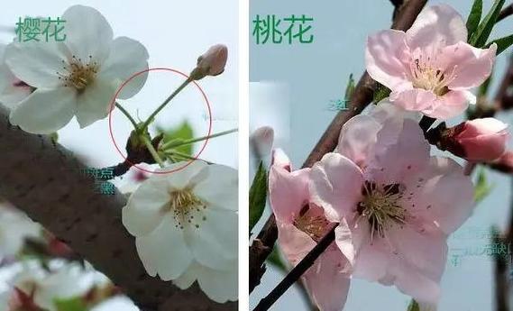 对樱花的描写截图
