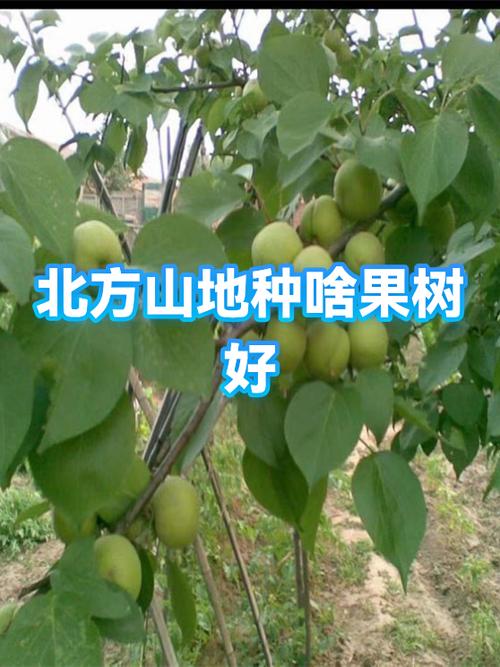 山地种什么果树好