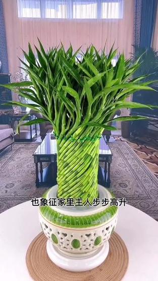 发财竹一般养几根最旺财图标