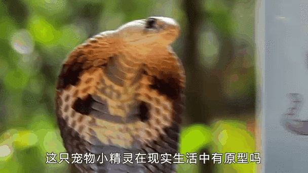 现实生活中的精灵