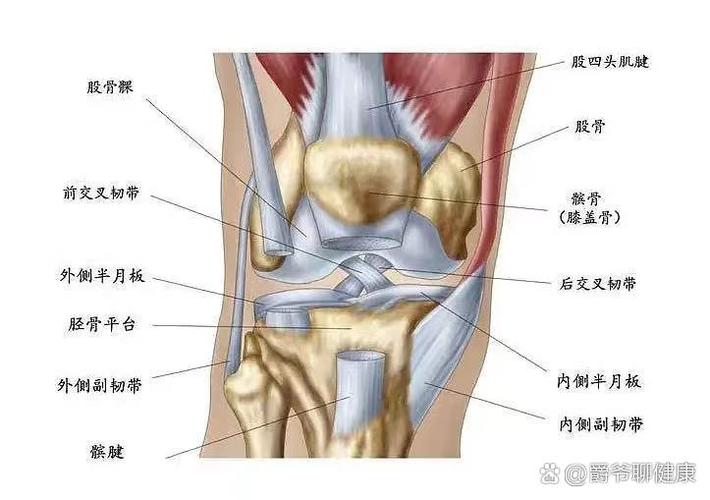 关节生理性弹响原因