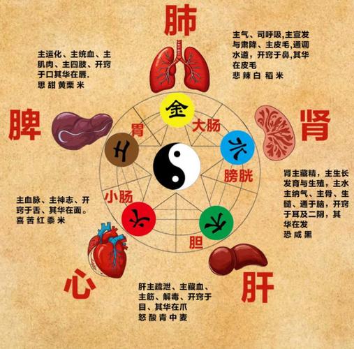 五脏六腑阴阳属性缩略图