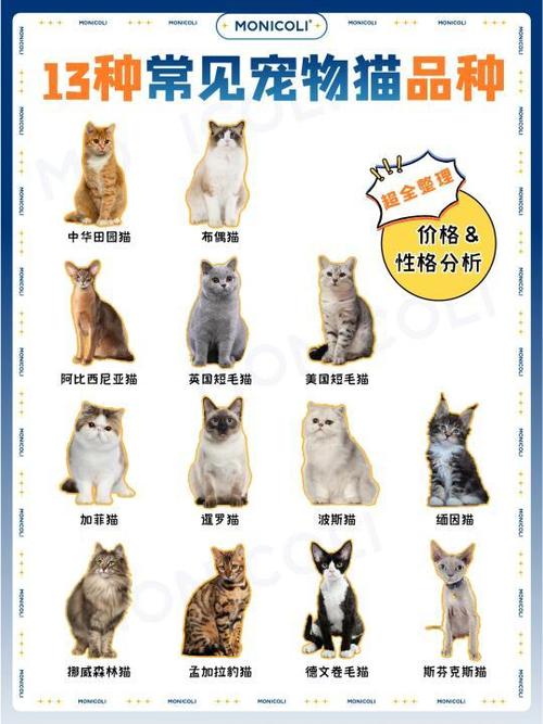 怎么把宠物猫转卖出去