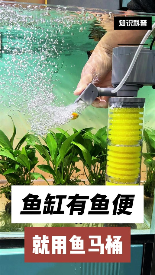 鱼缸鱼粪便如何清理缩略图