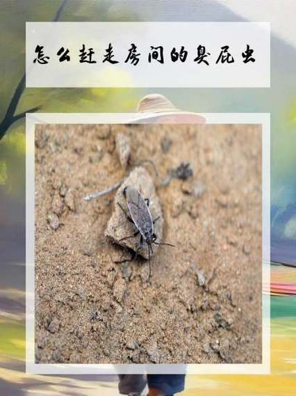 怎样才能把臭屁虫驱赶走