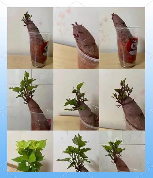 红薯生长的过程