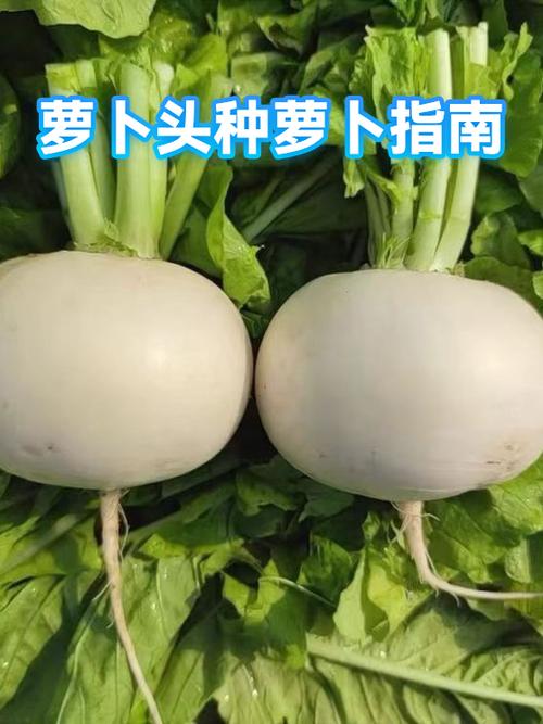 萝卜头可以种到土里吗
