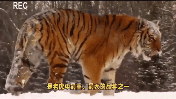 辽东第一虎