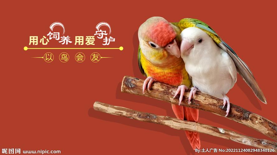 鹦鹉广告