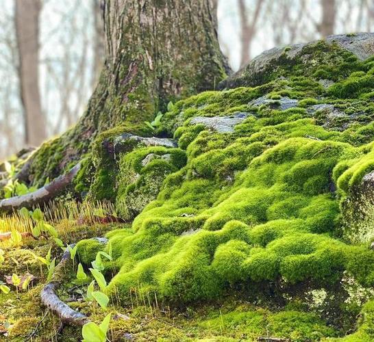 苔藓植物大全