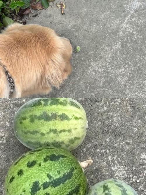 炒芝麻大西瓜什么意思缩略图
