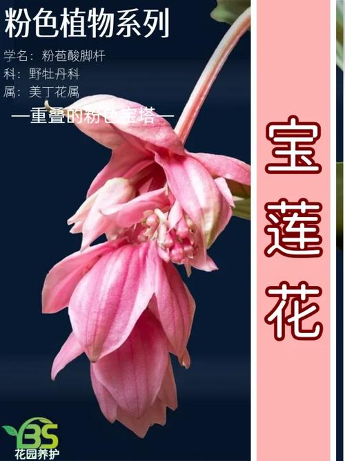 苞比喻人什么意思