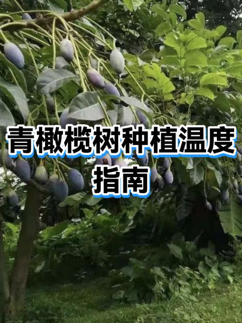 青橄榄可以泡水喝吗