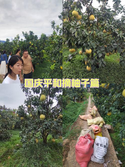 柚子赚app