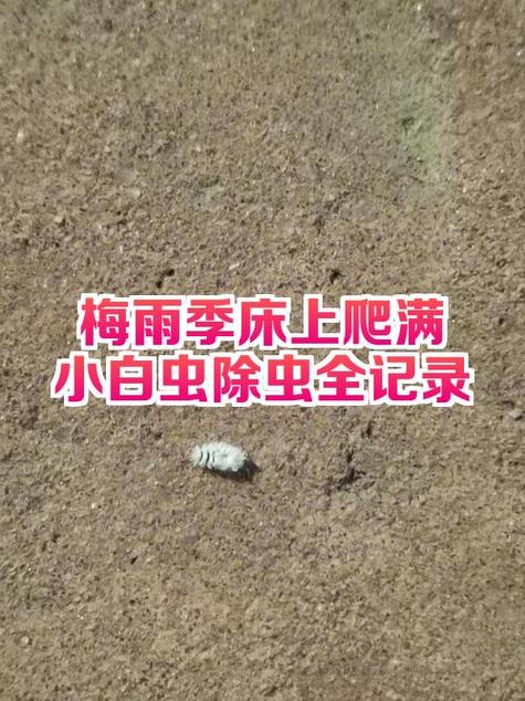小白的昆虫生存