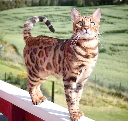 野生豹猫怎么驯化截图